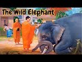 The Wild Elephant - Buddha Story |  Mindfulness and Transformation