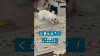 でんぐり返しが出来たワンコ#犬 #マルチーズ #チワマル #dog #maltese #かわいい #癒し #多頭飼い #犬のいる生活 #可愛い #puppy #癒される #おもしろ