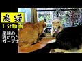 【庭猫】１分動画・早朝の猫たちとガーデナー