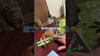 #猫ラブ #猫あまえんぼう #猫ラブ#保護猫#ねこさん #猫ちゃん大好き #猫闘病 #猫かわいい #猫#ねこ #ねこら部 #猫ラブ#保護猫#シュークリーム