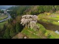 【与一野のしだれ桜】dji phantom4pro 4kドローン空撮 広島県安芸太田町