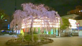 浅草　浅草寺　仲見世　しだれ桜　ライトアップ　満開　　2018  Asakusa Temple Cherry Blossoms Tokyo