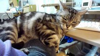 膝でねむねむ猫　　Sleepy cat on the lap.