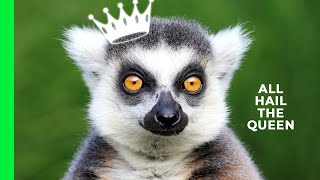 Girls Rule: Ring-tailed Lemur Queen and Her Subjects | Love Nature