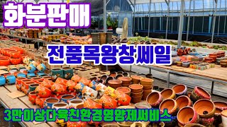 화분판매 전품목왕창쎄일 010  4499 2456 5만이상무료배송 3만이상다육친환경영양제써비스 주문은 문자로주세요