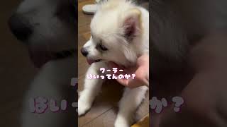 【ポメラニアン】  実家にお泊まりに来たよ✨️   ママに暑いとうったえてくる目線のアルトくん      #(愛犬)#(ポメラニアンのいる暮らし)