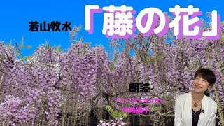 中嶋順子のJJチャンネル　＃98「藤の花」若山牧水