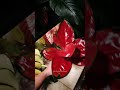 aglaonema star king plants indoorplants houseplants plantlover aglaonema