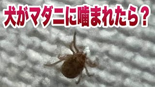 愛犬がマダニに噛まれたらどんな症状がでる？実際に動くマダニの動画あり【獣医師解説】