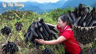 Harvesting Wild Locust Fruit & Goes to the Market Sell || Harvesting & Cooking || Ly Thi Hang