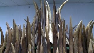 Hong Kong starts destruction of nearly 30 tonnes of ivory