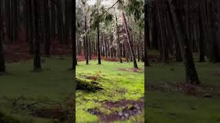 Enchanting Forest Fairytale Land In This Hidden Spot In Madeira, Portugal! 🍃 #shorts #portugal