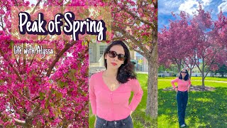 PEAK OF SPRING (Cherry Blossoms, Hike, Crispy Town & Car wash) : Life with Alyssa