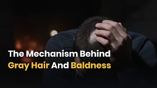 The Mechanism Behind Gray Hair And Baldness