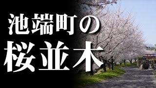 前橋市池端町の桜並木