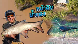 ดูนกยูงป่า ตกปลาห้วยน้ำแดง พะเยา Wild Peacock and Carp Fishing in muddy water.