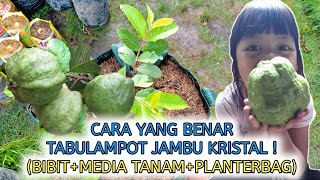 LAKUKAN CARA INI AGAR JAMBU KRISTAL TUMBUH SUBUR DAN CEPAT BERBUAH DI PLANTERBAG !