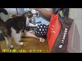 パパの気配を素早く察知する猫リキちゃん☆パパを追いかけまわすストーカー猫☆なでなでされると記憶喪失に！？【リキちゃんねる　猫動画】cat video　キジトラ猫との暮らし