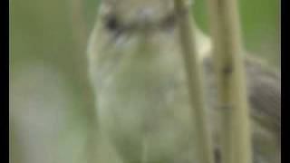 Oriental Reed Warbler