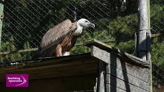 Marcatura e controllo di due giovani grifoni - Marking and check of two young Griffon vultures