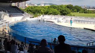 京都水族館  イルカショー