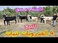 تبارك الله 💥4 الضروبات ديال العيد ثنيان نواحي الغرب🇲🇦 إتصل 06.17.75.28.00📞 ألو ولد العيساوي👍