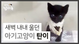 새벽 내내 밖에서 울던 아기고양이 탄이의 이야기