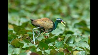 Bronze-winged Jacana chicks hide under male's wings best video by Dr. Raju Kasambe