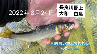 長良川2022年8月24日　鮎釣り　郡上大和　白鳥