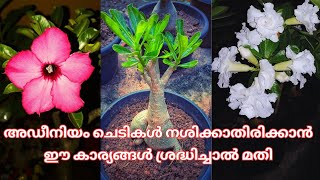 Adenium Plant Detailed Care | ഈ കാര്യങ്ങൾ ശ്രദ്ധിച്ചാൽ അഡീനിയം ചെടികൾ നശിക്കില്ല |Malayalam