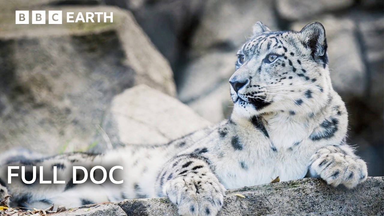 Guardians Saving Earth S Most Endangered Animals Full Doc Hadnews