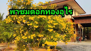 พาชมดอกทองอุไรหน้าบ้าน