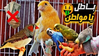 أسعار أرخس 3 أنواع طيور زينة في الجزائر ⁦🇩🇿⁩ 😱