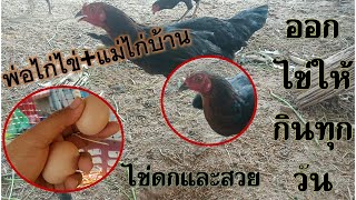 มาดูไข่ของไก่ไข่ผสมไก่บ้านกันครับ