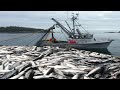 This is How Fisherman Catch Hundreds Tons Salmon - Net Fishing Catching and Processing in factury