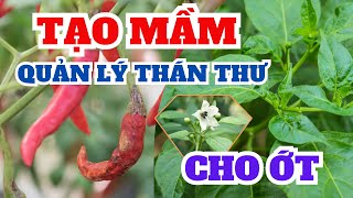 Tạo mầm và quản lý bệnh thán thư cho ớt | Sản phẩm dinh dưỡng và hoạt chất phòng trị thán thư