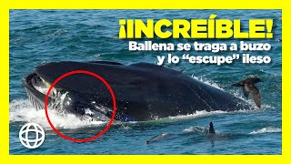 ¡Increíble! Ballena se traga a buzo y lo “escupe” ileso.