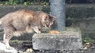 【猫】室戸岬スカイライン山頂の野良猫達