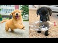 Baby Dogs - Cute and Funny Dogs Videos Compilation #02 | Pets Pedia