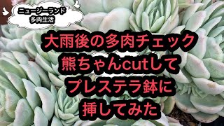 ニュージーランド多肉生活　12/10 熊ちゃんcut\u0026大雨後の多肉チェック