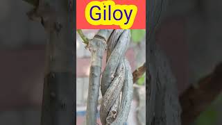 This is #giloy. A very good #herb