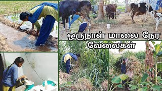 கிராமத்து பெண்ணின் ஒரு நாள் மாலை நேர வேலைகள்|village girl life style |#vivasayam|#agriculture