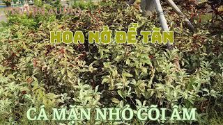 [TRUYỆN AUDIO] || HOA NỞ ĐỂ TÀN || CÁ MẶN NHỎ CÕI ÂM