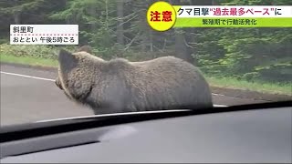 【ヒグマ撮影】「怖い！」車のすぐ横まで近づく\