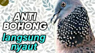 tekukur super gacor pancingan untuk pikat dan untuk burung ternakan