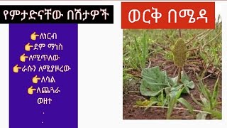 250. ወርቅ በሜዳ..የማታድነው በሽታ የለም! አስገራሚዋ ተክል