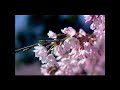 【pov】fujifilm x e3📸 桜🌸 ？ 撮影中のファインダーを録画！オールドレンズのピント合わせはこうしてます