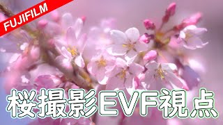 【POV】FUJIFILM X-E3📸 桜🌸(？)撮影中のファインダーを録画！オールドレンズのピント合わせはこうしてます