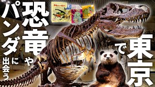 【国立科学博物館】東京で恐竜に会おう！上野動物園にいたパンダの展示や有名な化石、恐竜お土産も紹介！