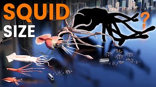 Giant Squid 3D Size Comparison | Cephalopod Size